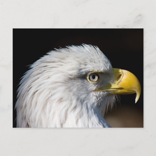 Bald Eagle Briefkaart (Voorkant)