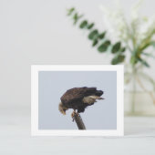 Bald Eagle Briefkaart (Staand voorkant)