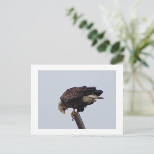 Bald Eagle Briefkaart (Staand voorkant)