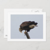 Bald Eagle Briefkaart (Voorkant / Achterkant)