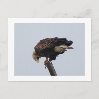 Bald Eagle Briefkaart