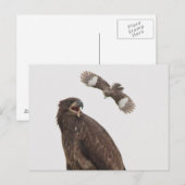 Bald Eagle Briefkaart (Voorkant / Achterkant)