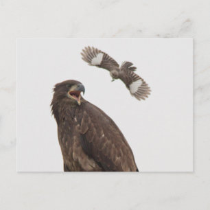 Bald Eagle Briefkaart