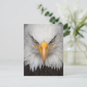 Bald Eagle Briefkaart (Staand voorkant)