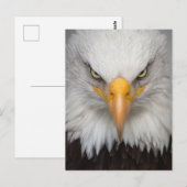 Bald Eagle Briefkaart (Voorkant / Achterkant)