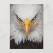 Bald Eagle Briefkaart (Voorkant)