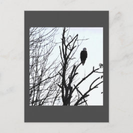 Bald Eagle Briefkaart