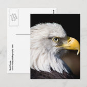 Bald Eagle Briefkaart (Voorkant / Achterkant)