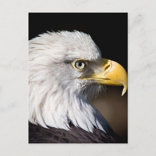 Bald Eagle Briefkaart (Voorkant)