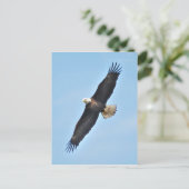 Bald Eagle Briefkaart (Staand voorkant)