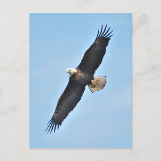 Bald Eagle Briefkaart