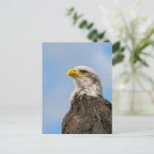 Bald Eagle Briefkaart (Staand voorkant)