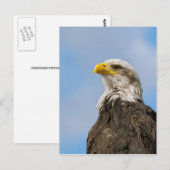 Bald Eagle Briefkaart (Voorkant / Achterkant)