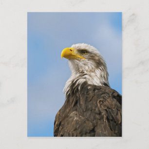Bald Eagle Briefkaart