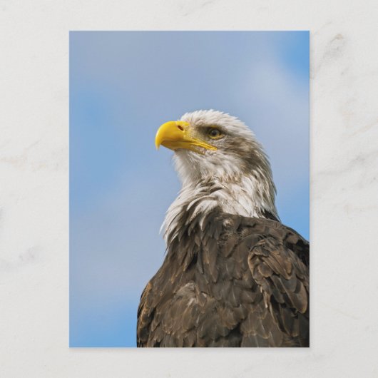Bald Eagle Briefkaart (Voorkant)