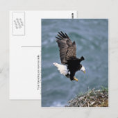 Bald Eagle Briefkaart (Voorkant / Achterkant)