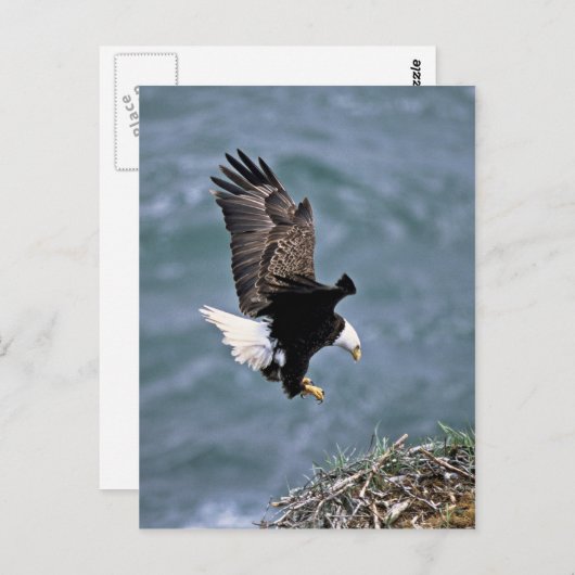 Bald Eagle Briefkaart (Voorkant / Achterkant)