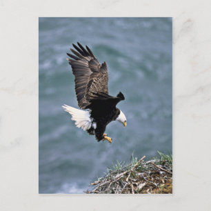 Bald Eagle Briefkaart