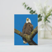 Bald Eagle Briefkaart (Staand voorkant)
