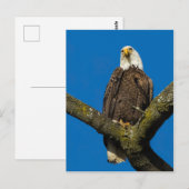 Bald Eagle Briefkaart (Voorkant / Achterkant)