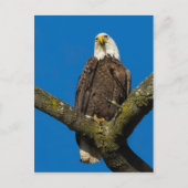 Bald Eagle Briefkaart (Voorkant)