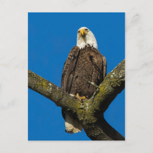 Bald Eagle Briefkaart