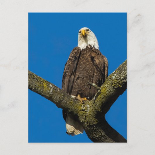 Bald Eagle Briefkaart (Voorkant)
