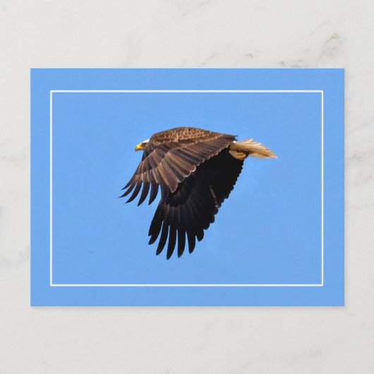 Bald Eagle Briefkaart (Voorkant)
