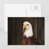 Bald Eagle Briefkaart (Voorkant / Achterkant)