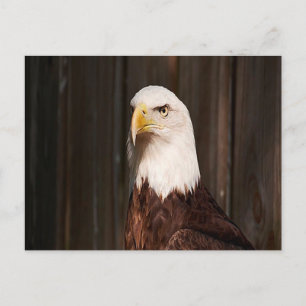 Bald Eagle Briefkaart