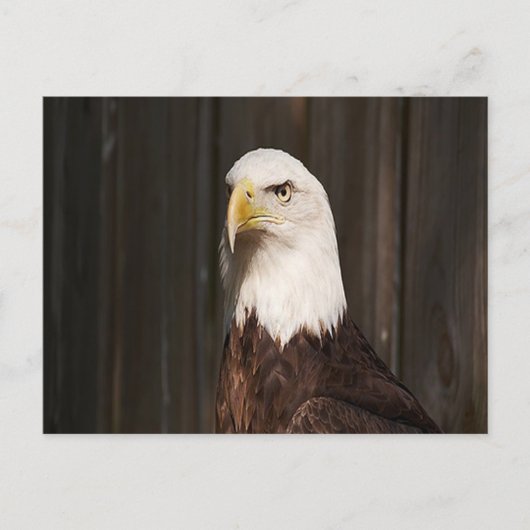 Bald Eagle Briefkaart (Voorkant)