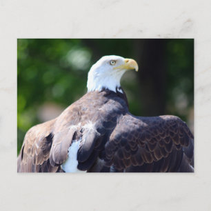Bald Eagle Briefkaart