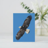 Bald Eagle Briefkaart (Staand voorkant)