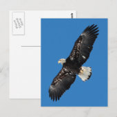 Bald Eagle Briefkaart (Voorkant / Achterkant)