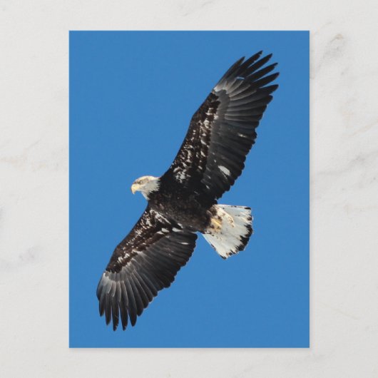Bald Eagle Briefkaart (Voorkant)