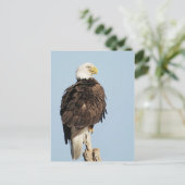 Bald Eagle Briefkaart (Staand voorkant)