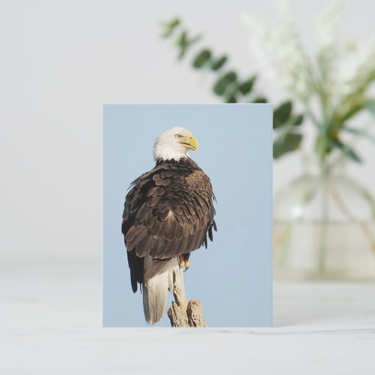 Bald Eagle Briefkaart (Staand voorkant)