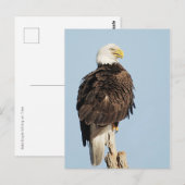 Bald Eagle Briefkaart (Voorkant / Achterkant)