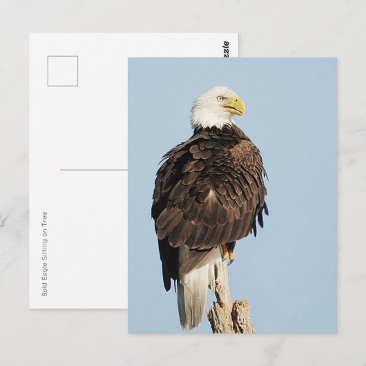 Bald Eagle Briefkaart (Voorkant / Achterkant)