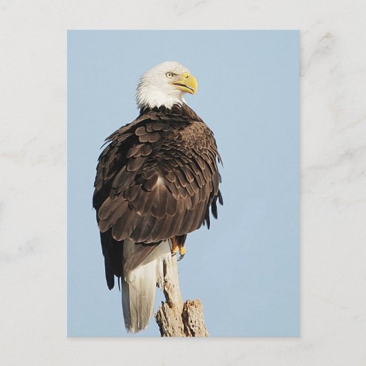 Bald Eagle Briefkaart (Voorkant)