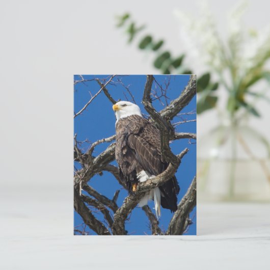 Bald Eagle Briefkaart (Staand voorkant)