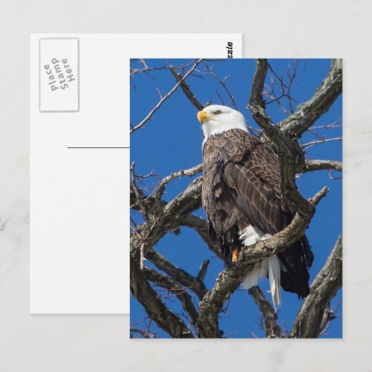 Bald Eagle Briefkaart (Voorkant / Achterkant)