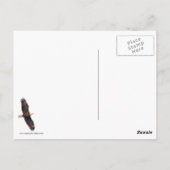 Bald Eagle Briefkaart (Achterkant)