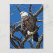Bald Eagle Briefkaart (Voorkant)