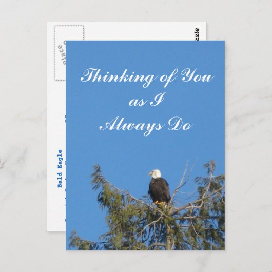 Bald Eagle Briefkaart (Voorkant / Achterkant)
