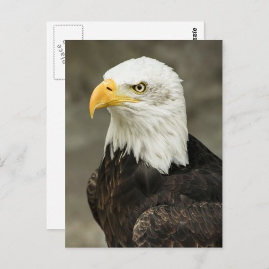 Bald eagle briefkaart (Voorkant / Achterkant)