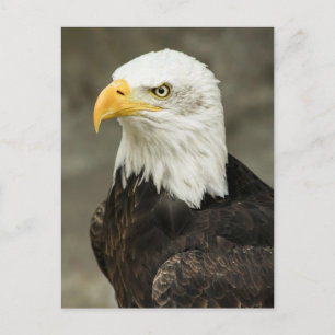Bald eagle briefkaart