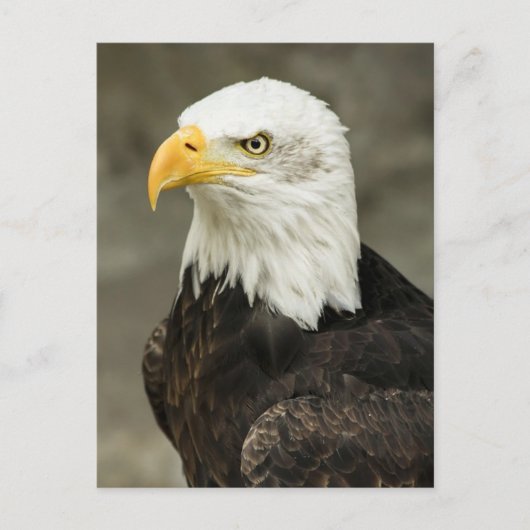 Bald eagle briefkaart (Voorkant)