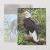 Bald Eagle Briefkaart (Voorkant / Achterkant)
