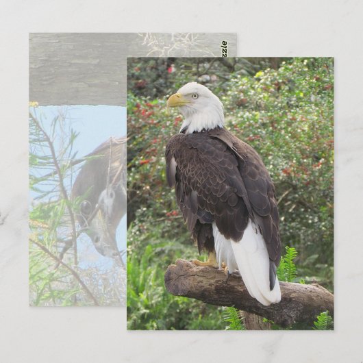 Bald Eagle Briefkaart (Voorkant / Achterkant)